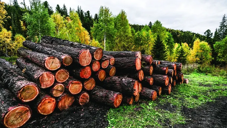 Stacked timber logs in a forest, showcasing harvested wood for timber investments.