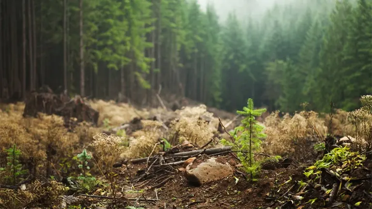 A young tree sapling growing in a partially cleared forest area, highlighting reforestation and forest landscape restoration efforts.