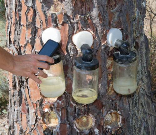 Hand examining resin collection jars attached to a pine tree. The tree's bark is tapped for resin extraction, showcasing a sustainable forest resource harvesting method.