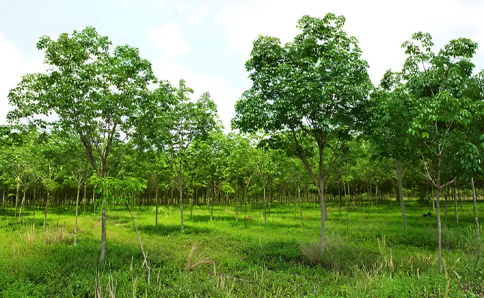 Agroforestry Benefits Farming, Nature, and Climate