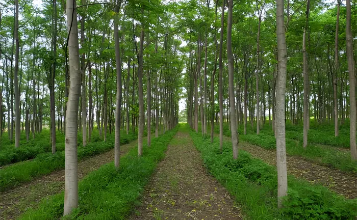 Agroforestry and Reforestation: Boosting Ecosystems for a Greener Future