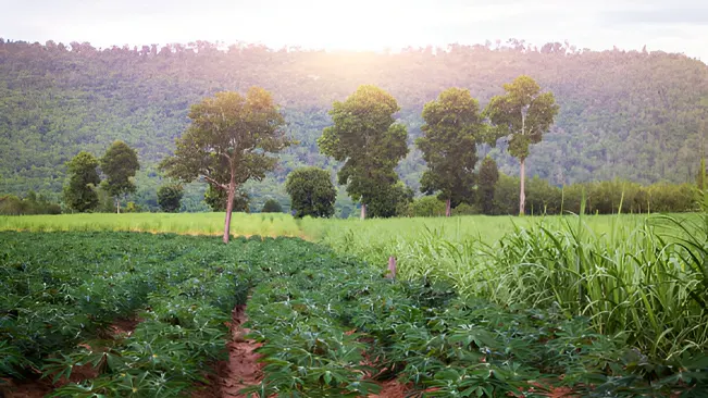 Agroforestry and Reforestation