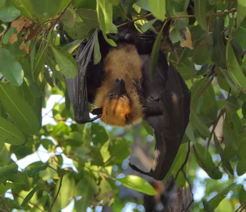 A bat with a golden-brown furred body and black wings hangs upside down from a tree branch amidst green leaves. The bat appears calm, nestled in its natural habitat.