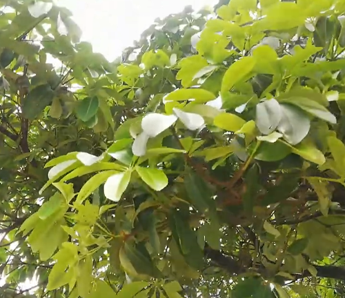 A close-up of a Bayok tree's vibrant green leaves basking in sunlight, showcasing the dense, layered foliage and healthy growth typical of the tree's canopy in a tropical setting.