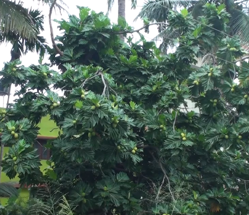 A vibrant view of a Tipolo tree filled with lush green leaves and several young fruits, showcasing its dense foliage against a backdrop of nearby buildings.