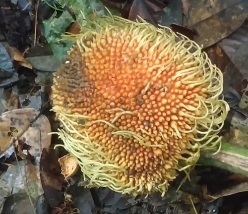 A close-up view of a Tipolo tree fruit on the ground, showcasing its spiky, orange surface and unique texture, surrounded by fallen leaves.