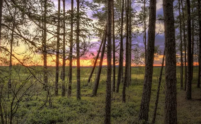 B.C. Government Invests $11.4 Million in Forestry Sector Projects