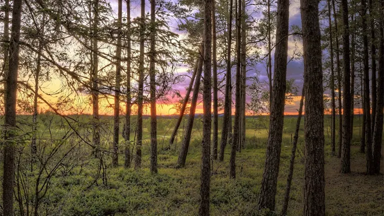 B.C. Government Invests $11.4 Million in Forestry Sector Projects