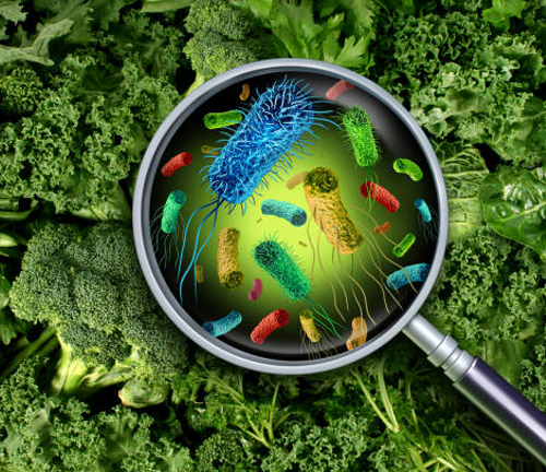 Magnified view of various colorful bacteria on leafy green vegetables, highlighting the risk of contamination from harmful pathogens on fresh produce, emphasizing food safety concerns.