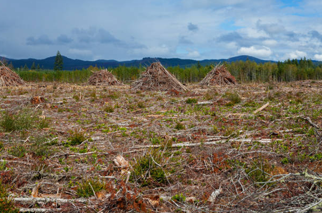 Clear-cut forest area with piles of debris against a backdrop of distant mountains under a cloudy sky, highlighting the impact of timber harvesting on the landscape.