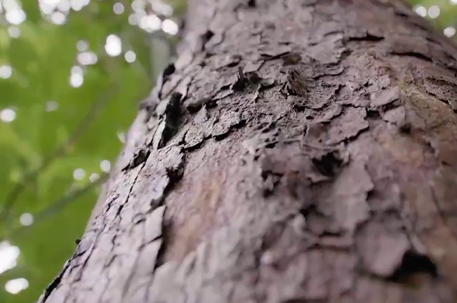 A close-up view of rough, textured bark on a tree trunk, with the peeling layers of bark clearly visible. Green leaves in the background hint at the tree's lush canopy above.