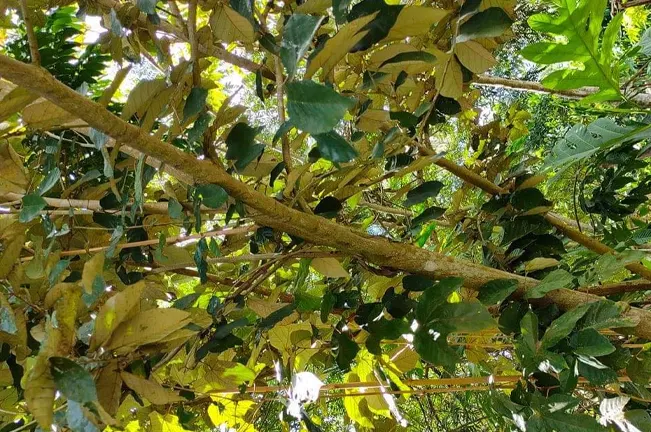 Close-up of the Bayok tree's dense foliage, featuring interwoven branches and large green leaves with sunlight filtering through, highlighting the tree's vibrant growth.