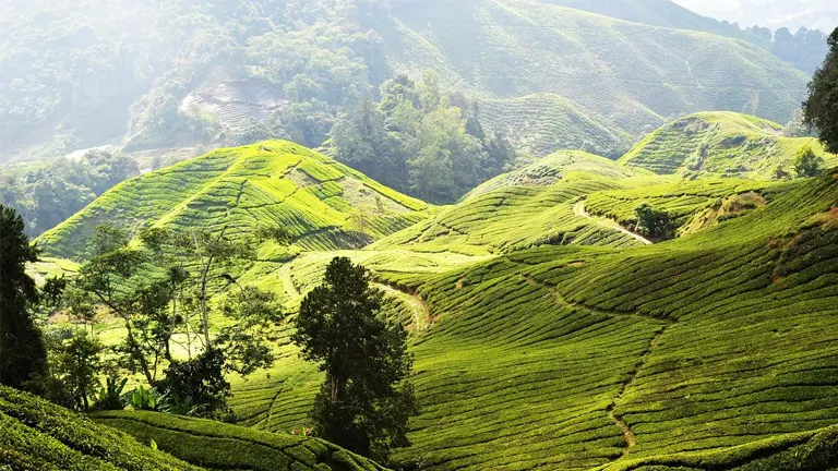 Cameron Highlands Forest Reserves Closed Due to Severe Weather