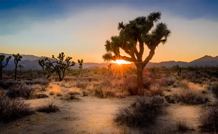 Can Planting Trees in Deserts Help Combat Climate Change