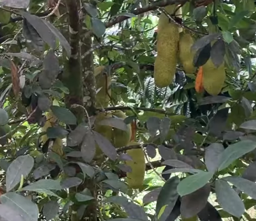 A close-up view of a Tipolo tree featuring several elongated green fruits hanging among dark green leaves, creating a lush and fruitful atmosphere. ​