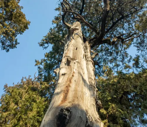 Looking up at the towering Hyperion tree, the world's tallest living tree.