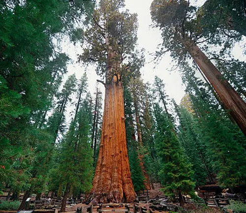 The massive General Sherman tree, the largest tree by volume in California.