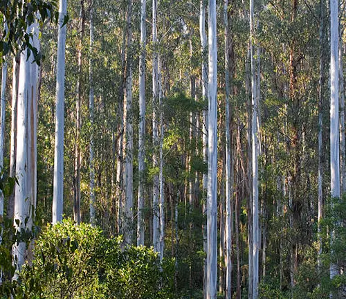 Tall Eucalyptus trees, including Centurion, the tallest known flowering tree in Tasmania, Australia.