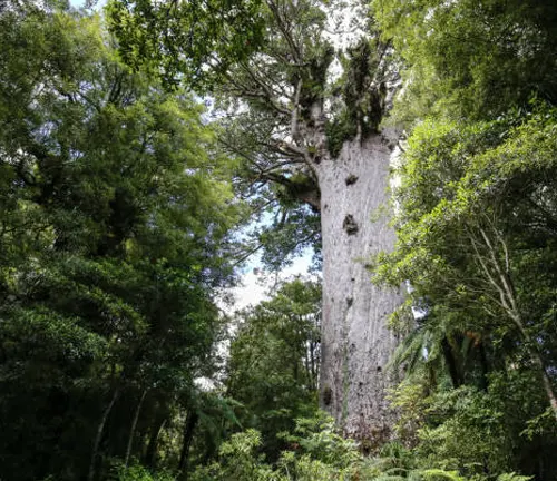 The towering Tane Mahuta, the largest Kauri tree in New Zealand's Waipoua Forest.