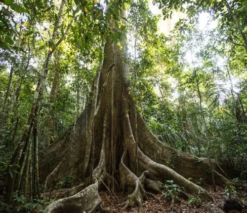 The towering Menara, the tallest known tropical tree, located in Borneo's dense rainforest.