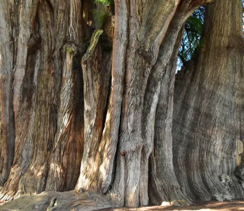 The massive trunk of Árbol del Tule, the widest tree in the world, Mexico.