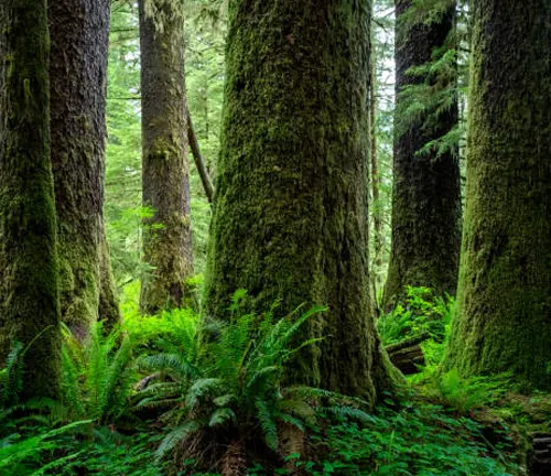 The majestic Raven’s Tower, the tallest known Sitka spruce, standing in a lush forest.