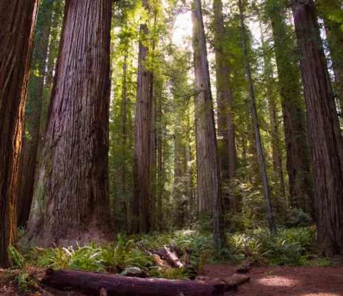 The majestic Doerner Fir, one of the tallest Douglas fir trees in Oregon.