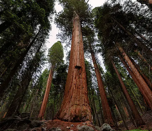 The towering Stratosphere Giant, a massive coast redwood in Humboldt Redwoods State Park, California.