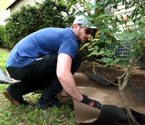 Man installing weed barrier fabric around a plant to prevent weed growth effectively.