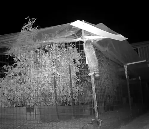 A raccoon climbing a vegetable garden fence at night, covered with netting.