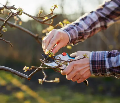 Person pruning a tree branch with shears, encouraging healthy growth through proper tree care.