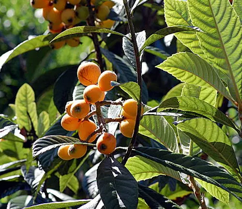 Tree branches with clusters of ripe yellow-orange fruit growing among lush green leaves.