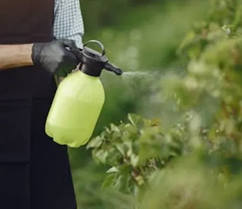 Person spraying a plum tree with natural pesticide, ensuring proper care for healthy tree growth.