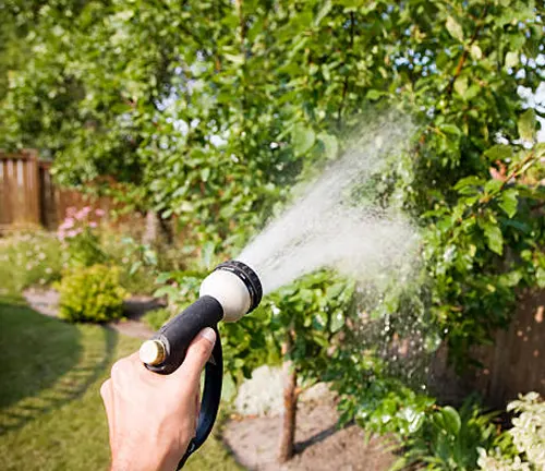 Person watering a tree in the garden with a hose, ensuring proper hydration for growth.