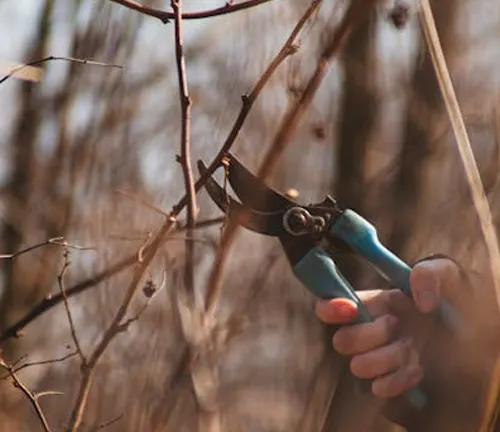 Person using pruning shears to trim tree branches, maintaining tree health and encouraging growth.