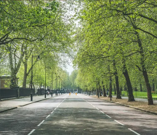 Tree-lined street in an urban area showcasing the impact of urban forestry initiatives.