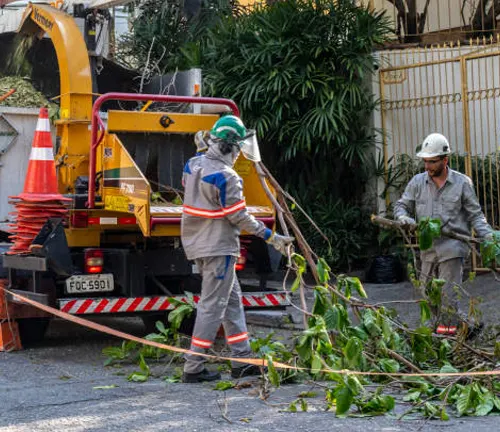 Urban foresters manage trees and green spaces in cities to enhance urban environments.