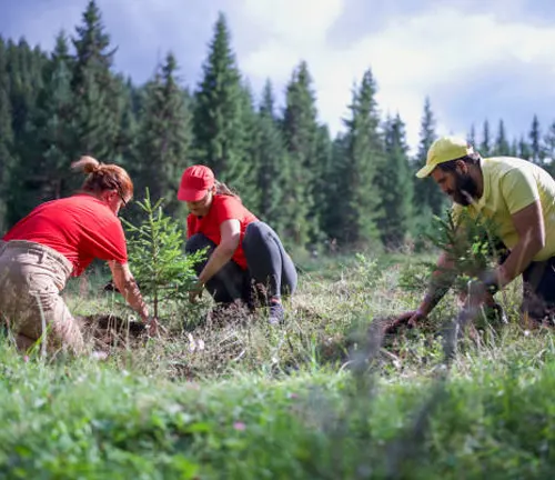 Volunteers planting trees to support reforestation efforts and restore forest ecosystems for environmental sustainability.