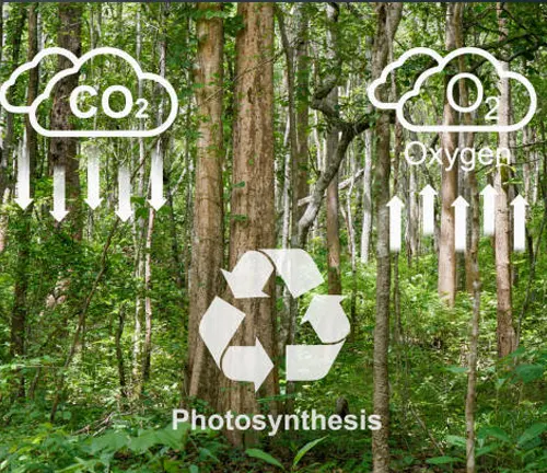 Forest illustrating photosynthesis, converting carbon dioxide to oxygen, emphasizing environmental benefits.