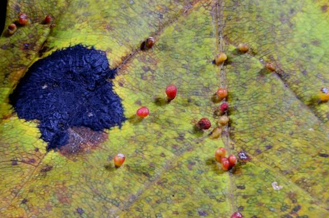 Close-up of a leaf showing a dark fungal infection and small red galls. Such symptoms indicate a plant disease or insect infestation affecting the leaf's health and structure.