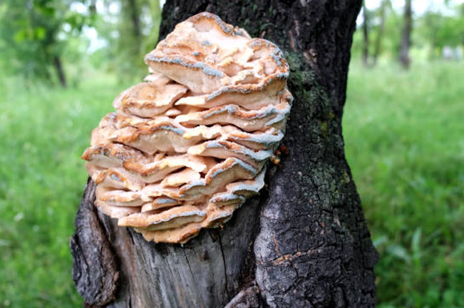 Large fungal growth on a tree trunk, showcasing layered, orange-colored fungi, likely indicating tree decay or disease. The surrounding forest provides a natural backdrop.