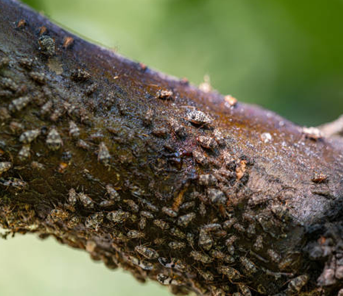 Close-up of a tree branch infested with numerous small insects, likely a sign of a serious pest infestation. The bark shows signs of damage, highlighting the need for pest control measures.