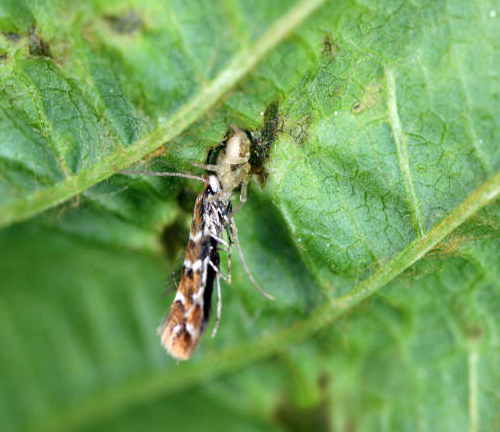 Close-up of a small moth feeding on a green leaf, possibly indicating pest damage. The leaf shows minor damage, a sign of potential infestation that may affect tree health.