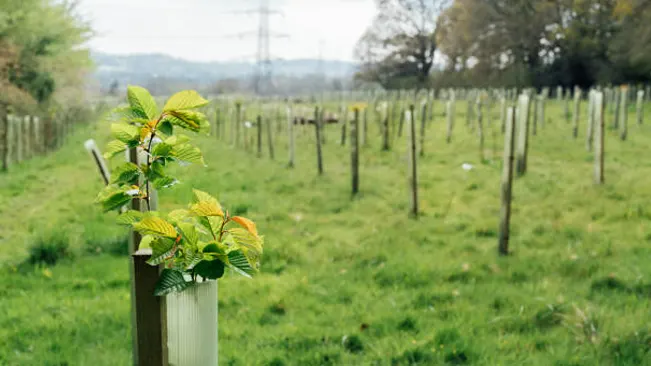 Newly planted saplings in a reforestation area, promoting forest regeneration and sustainability.