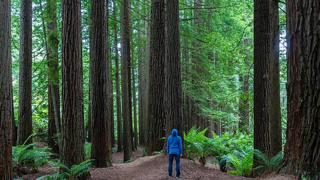 A person standing among towering trees in a large, dense forest.