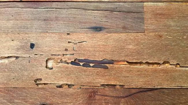 Close-up of timber floor showing visible gaps between floorboards and signs of wear.