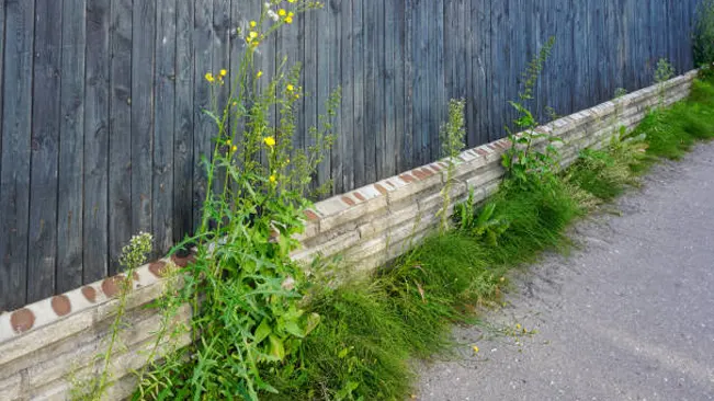 Weeds growing along a brick and wooden fence, affecting its appearance and maintenance.