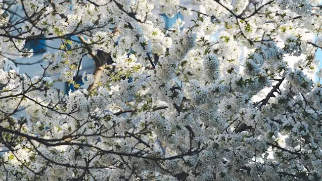 Plum tree branches covered in white blossoms, showcasing the beauty of springtime plum tree flowers.