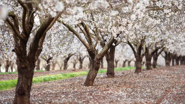 Rows of almond trees in full bloom with white flowers, creating a picturesque orchard scene.