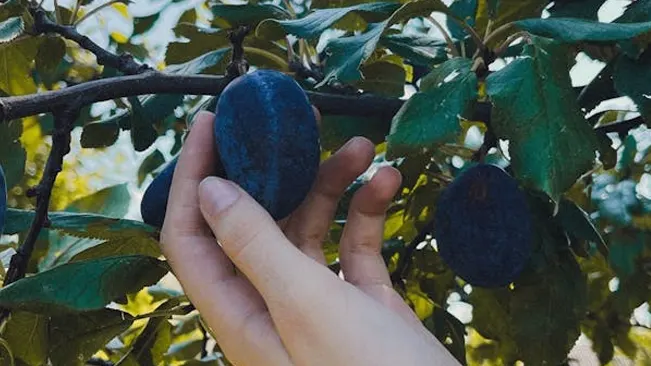 Hand reaching to pick a ripe plum from a plum tree branch.